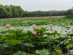 -东郊湿地公园