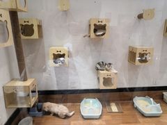 -猫色咖啡·猫咖