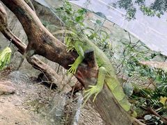 -广州长隆飞鸟乐园
