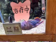 -龟与熊猫宠物公园(南坪店)