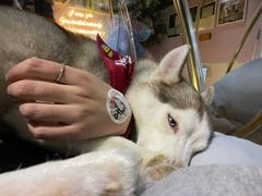 -Husky Go! 哈士奇体验馆·宠物咖啡厅狗咖