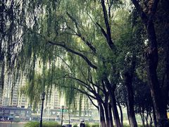 -西北湖绿化广场