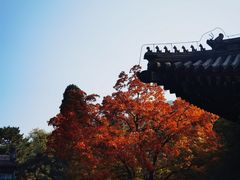 -香山公园