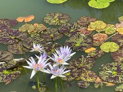 -国家植物园南园