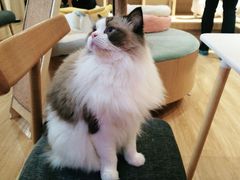 -滚猫咖啡·猫咖·猫友好撸猫(未来城店)