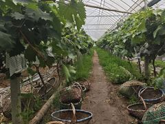 -马陆小张葡萄园农家乐