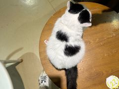 -藏猫猫咖啡主题馆(中央大道店)