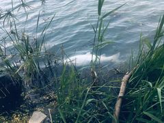 -昆山城市生态森林公园