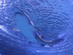 -海合安武汉极地海洋公园