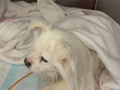 -达爱动物医院·犬猫分区·CT·复杂眼科(远洋山水分院)