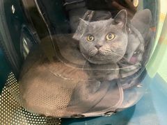 -北京观赏动物医院·24小时大型综合·猫专科·异宠专科