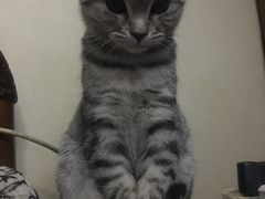 -芭比堂动物医院·犬猫全科·异宠专科(雁塔分院)