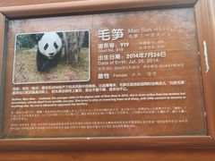 -熊猫厨房