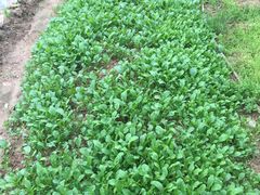 -天目湖刘老四农庄