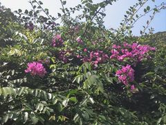 -海南热带雨林国家公园吊罗山景区