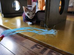 -猫咪咖啡·猫咖(万达广场店)