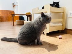 -有猫主题·治愈系猫咖(曾厝垵店)