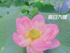 -陈家山荷花公园