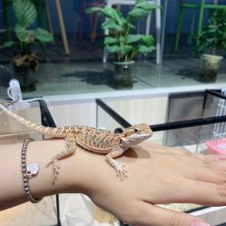 -Moni星球萌宠·小马宝莉·灵蛇·高端高阶全萌宠互动体验俱乐部(红豆国际广场店)