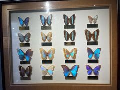 -上海昆虫博物馆