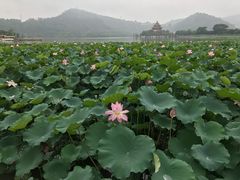 -顺峰山公园