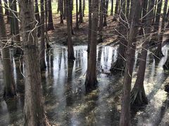 -溱湖国家湿地公园