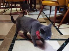 -猫色咖啡·猫咖