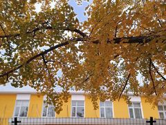 -三里屯东五街银杏大道