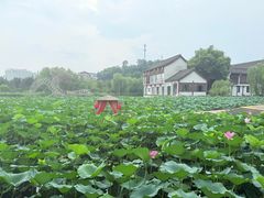 -鲁镇