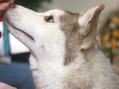 -Husky Go! 哈士奇体验馆·宠物咖啡厅狗咖