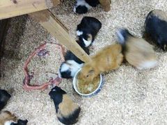 豚鼠抢食-上海大自然野生昆虫馆
