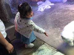 -芜湖新华联大白鲸海洋公园