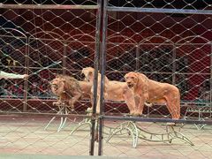 -俄罗斯国家大马戏团