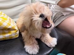 -美联众合动物医院·24h京西诊疗中心