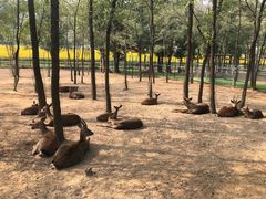 -大连铭湖国际观光牧场