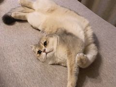 -东方名猫馆·英短金渐层布偶猫舍(环线广场1号楼店)