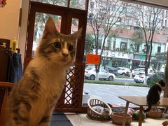 -猫友咖啡店(玉林西路店)