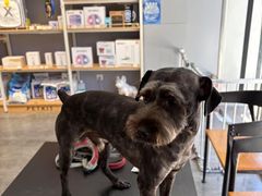 -PETKIT小佩宠物(古北店)