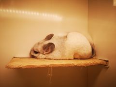 -龙猫仔乐园(惠福东路店)