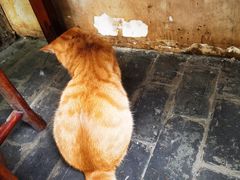 -喵屿·大理花园猫咖