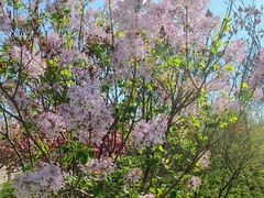 -野鸭湖国家湿地公园