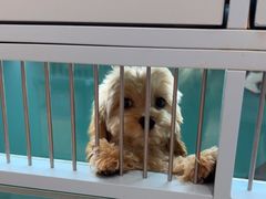 -FAELING PETS美天灵宠物(合生汇店)