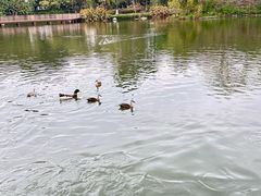 -海珠湖公园