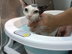 -PETKIT小佩宠物·低压洗护(国顺东路店)