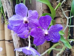 -北京植物园-展览温室