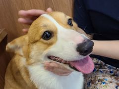 -柯斗斗主题餐厅·狗咖·围炉煮茶·茶饮(国瑞升平里店)