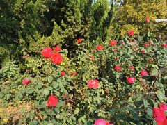 -大兴滨河森林公园