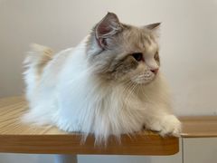 -有喵·猫咖·狗咖·30几只猫10只小狗(岗厦店)