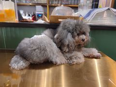 -more than meow吴止猫主题餐厅(承德 中船汇店)