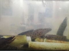 -巽东海鲜大排档(巽寮湾店)